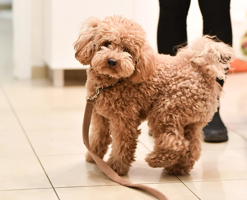 Veterinar